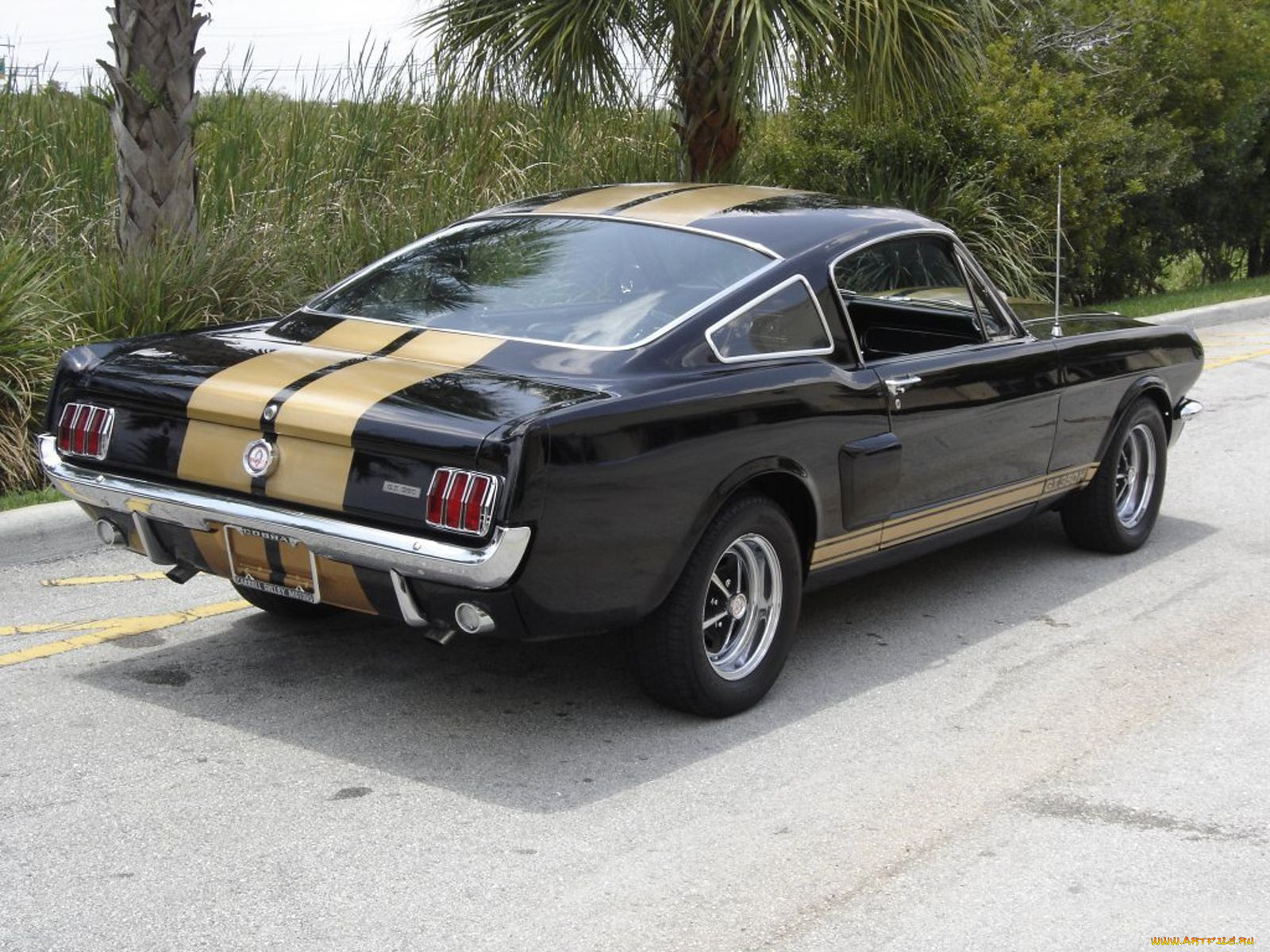, mustang